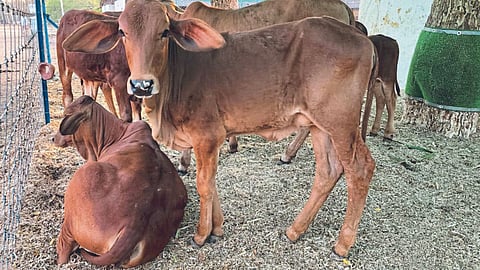 Dairy Business