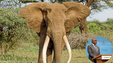 Elephant
