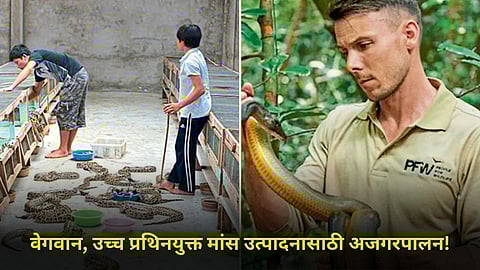Python Rearing