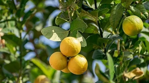 Lemon Orchard Cultivation
