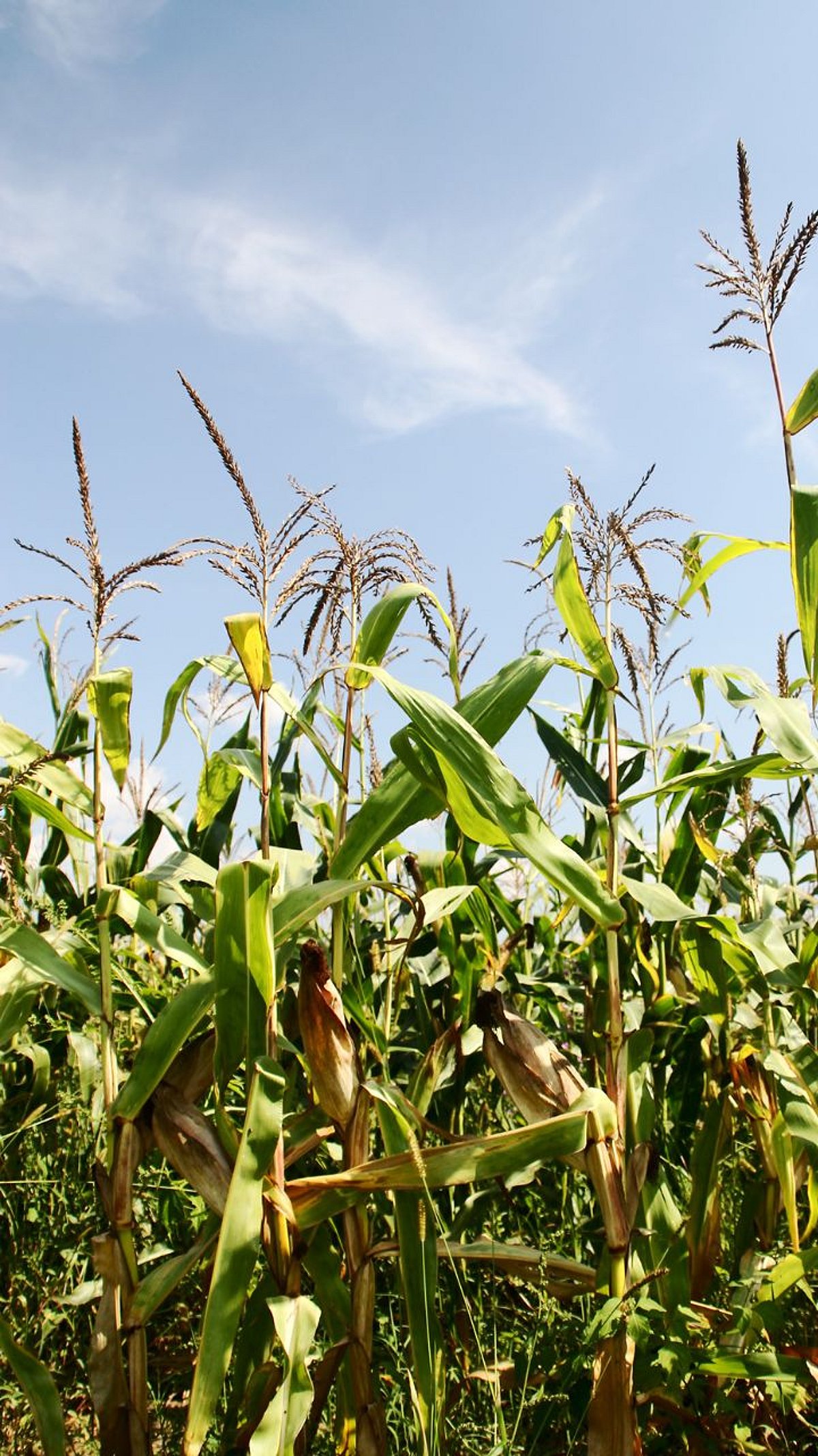 Maize Fodder : सकस, चवदार आणि पाचक मक्याचा चारा|Delicious, Nutritious ...