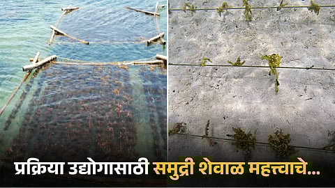 Seaweed Production