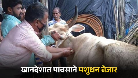 Animal Husbandry