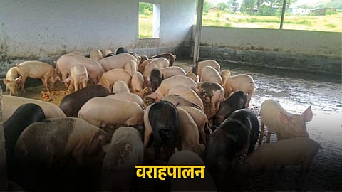 Pig Rearing