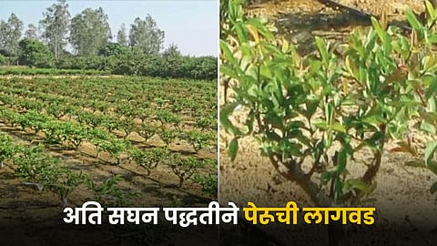 Guava Farming