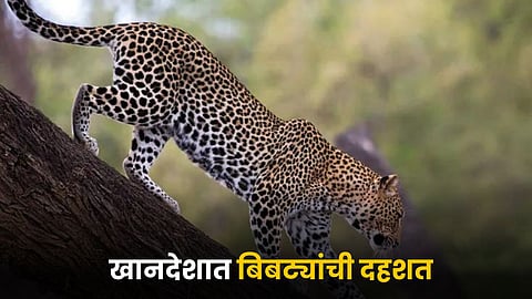 Leopard