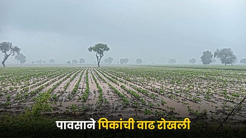 Crop Damage