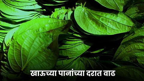 Betel Leaf 