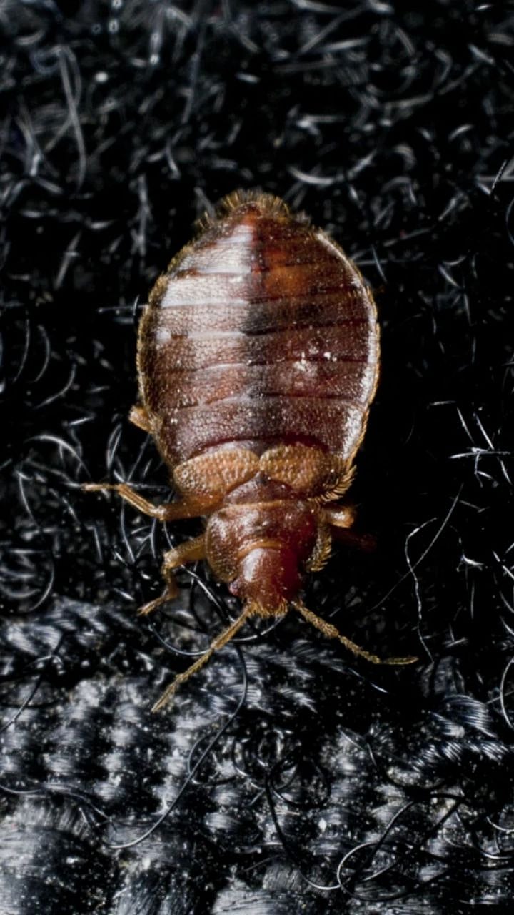 Bed Bugsघरात त्रासदायक ठरणाऱ्या ढेकणांचा करा असा नायनाट; वापरा 'या