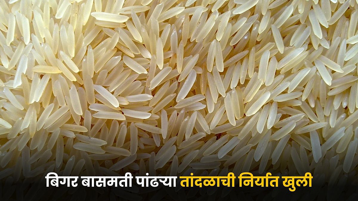 Basmati Rice Export | बिगर बासमती पांढऱ्या तांदळाची निर्यात खुली ...