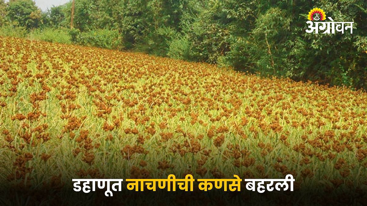 Ragi Crop | डहाणूत नाचणीची कणसे बहरली | Ragi grains have blossomed in ...