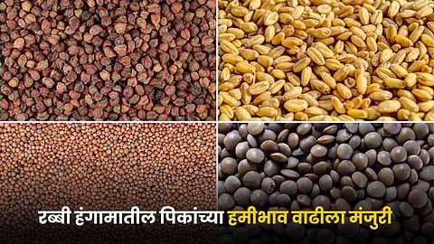 Rabi Crops