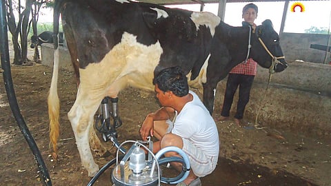 Animal Care