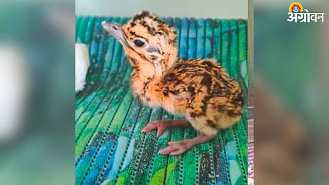 Great Indian Bustard 