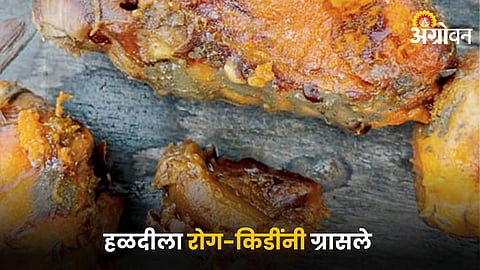 Turmeric Disease