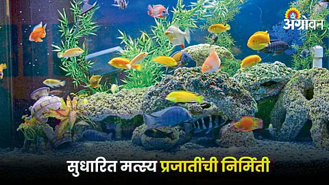 Fish Species