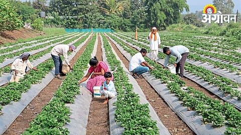 Strawberry Farming 