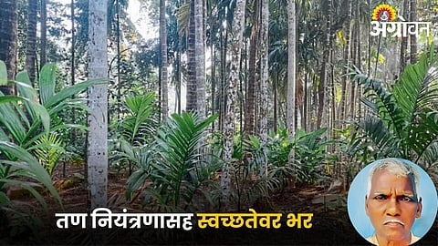 Coconut and Betel Nut Farming