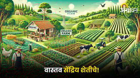 Organic Farm