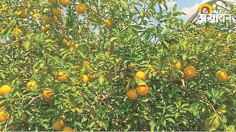 Mosambi Crop