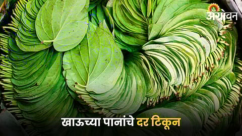 Betel Leaf 