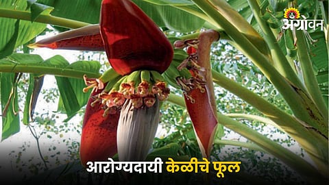 Banana Flower