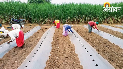 Watermelon Cultivation 