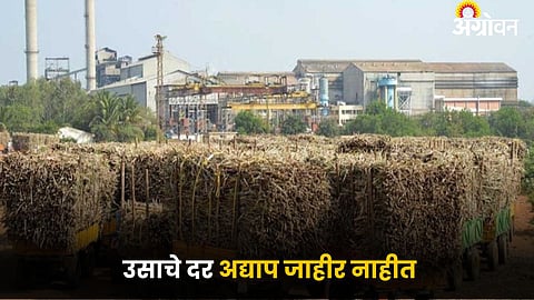 Sugarcane