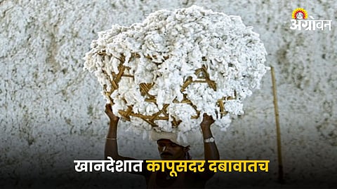 Cotton