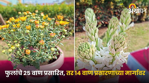 Flower Varieties