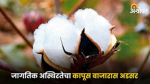 Cotton