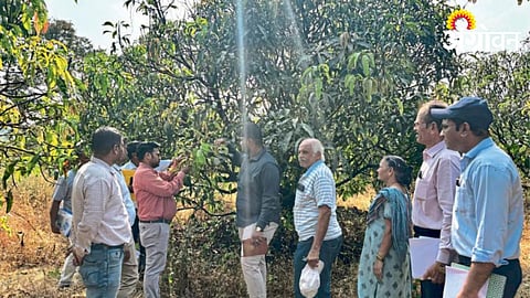 Mango Orchard 