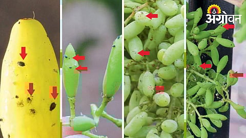 Grape Aphid Pest