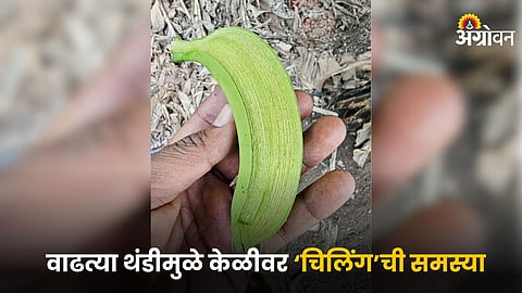 Banana Chilling Issue