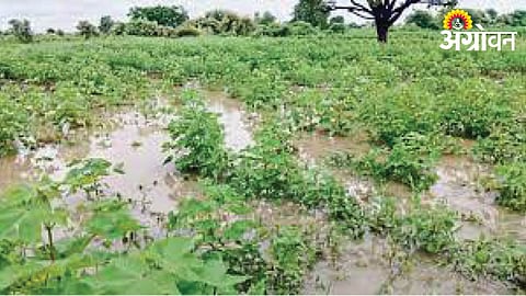 Crop Damage
