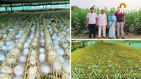 Sericulture 