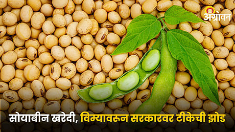 Soybean