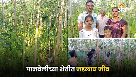 Betel Leaf Farming