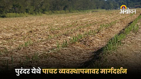 Sugarcane Straw