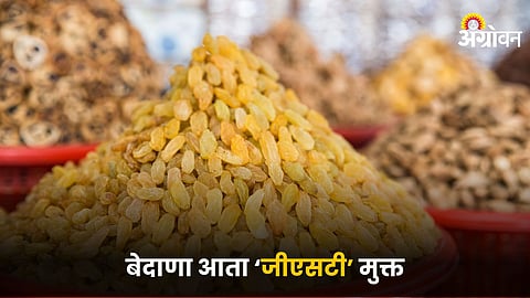 Raisin Market 
