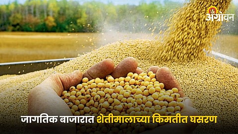 Soybean