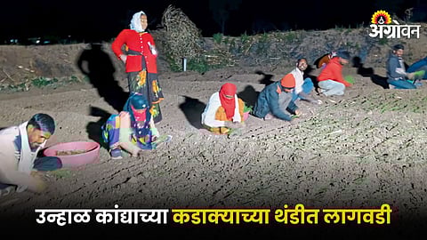 Onion Cultivation