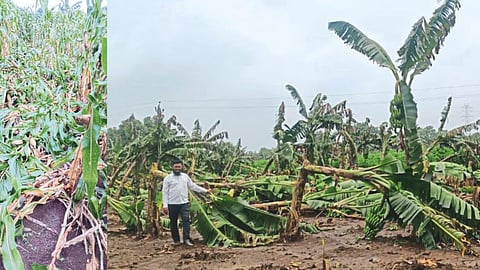 Unseasonal Rains Khandesh