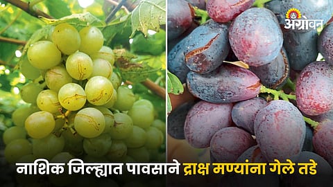 Grape Damage
