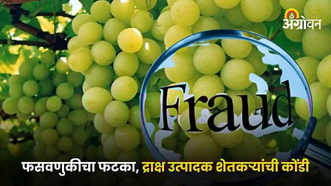 Grape Fraud