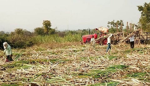 Kolhapur Sugarcane Season FRP