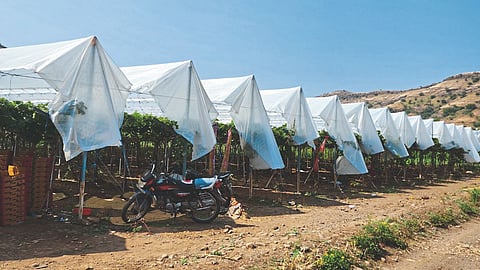 Grape Farming