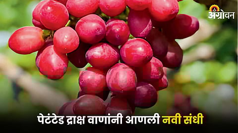 Grape Variety
