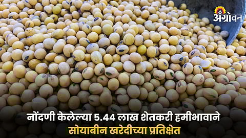  Soybean
