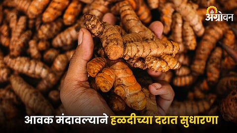 Turmeric